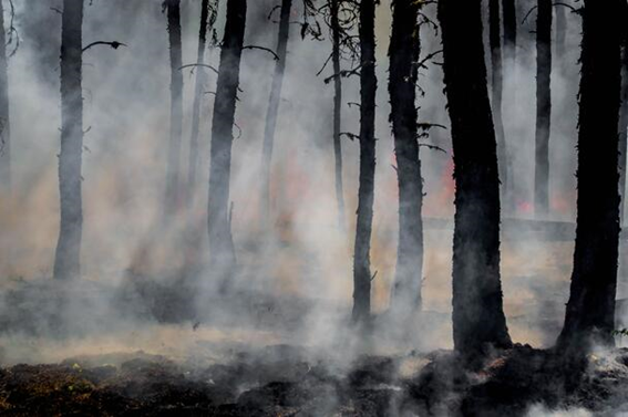 気候変動によって山火事は悪化しているのか エクセルソフト ブログ